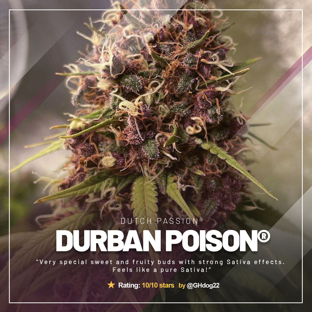 Durban-Poison-dutch-passion-seed-company-grow-review